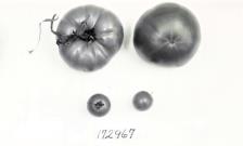Click for 1 image(s) for this accession. FRUIT